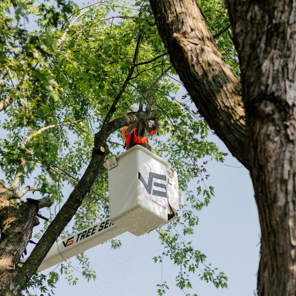 Can I cut down a tree on my property line in Ontario? VS Tree
