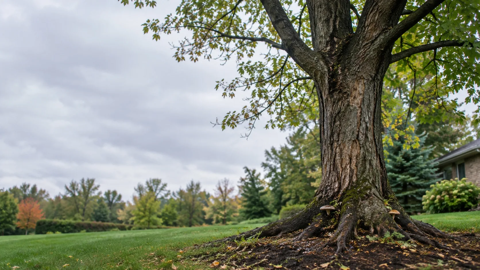 A tree having issues with root rot in Ottawa